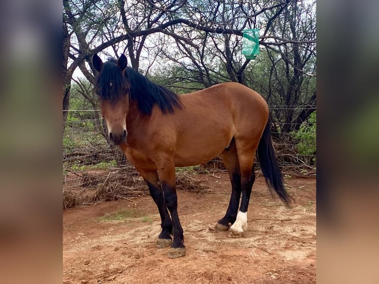 Mustang (american) Gelding 6 years 15 hh Brown in Sierra Vista, Arizona