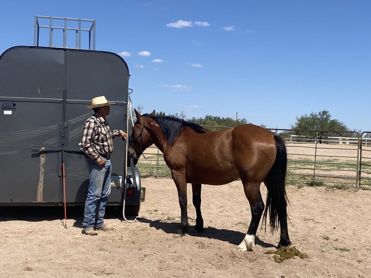 Mustang (american) Gelding 6 years 15 hh Brown in Sierra Vista, Arizona