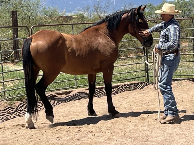 Mustang (american) Gelding 6 years 15 hh Brown in Sierra Vista, Arizona