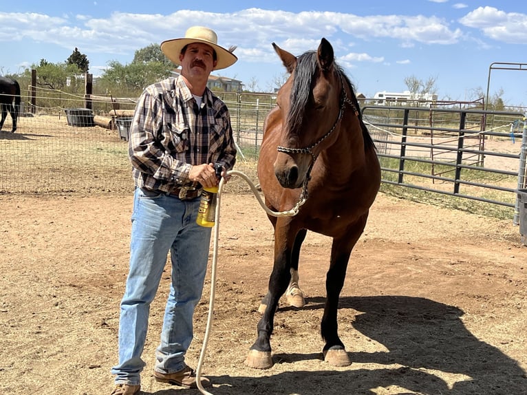 Mustang (american) Gelding 6 years 15 hh Brown in Sierra Vista, Arizona