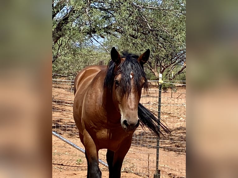 Mustang (american) Gelding 6 years 15 hh Brown in Sierra Vista, Arizona