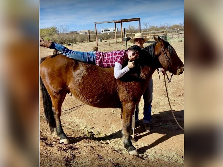 Mustang (american) Gelding 6 years 15 hh Brown in Sierra Vista, Arizona