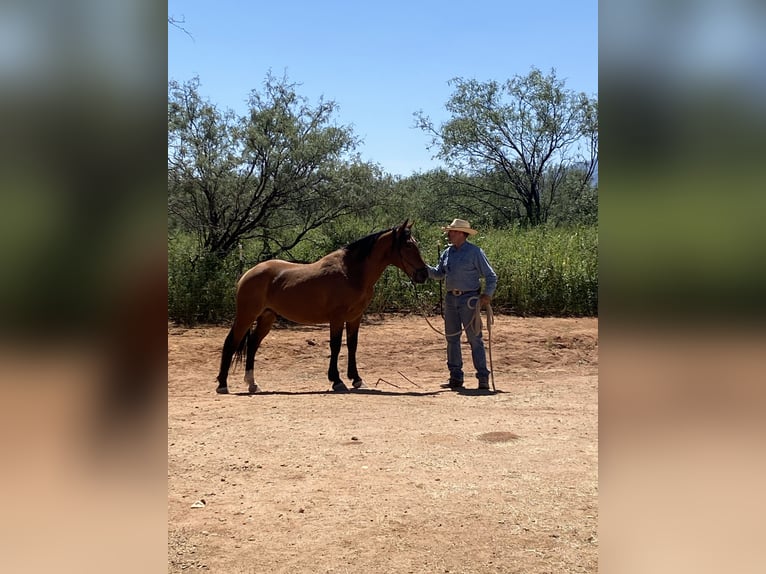 Mustang (american) Gelding 6 years 15 hh Brown in Sierra Vista, Arizona