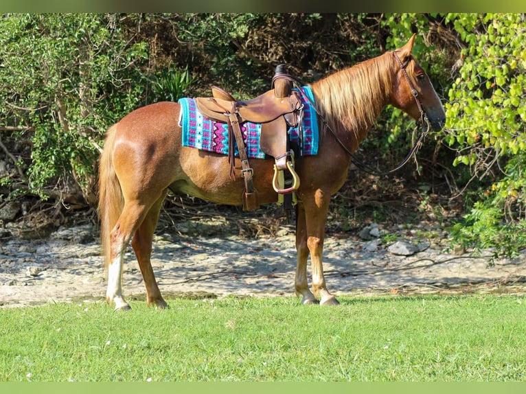 Mustang (american) Gelding 7 years 14,1 hh Sorrel in Stephenville TX