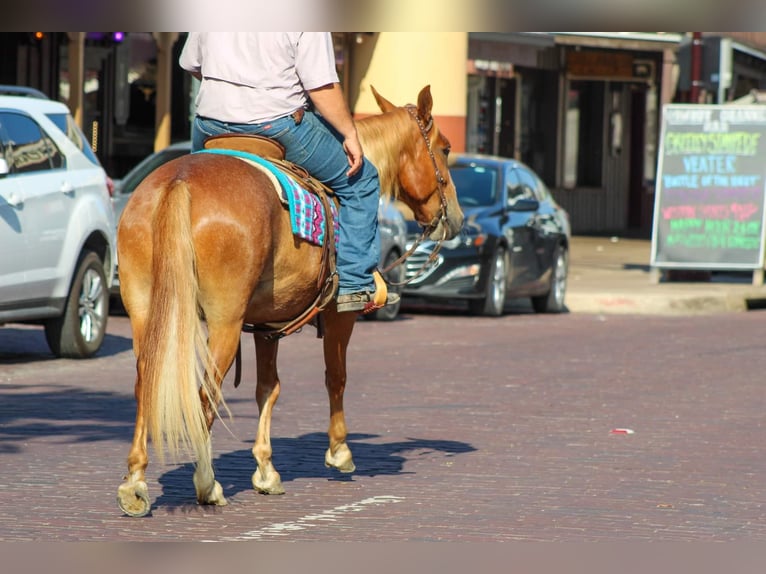 Mustang (american) Gelding 7 years 14,1 hh Sorrel in Stephenville TX