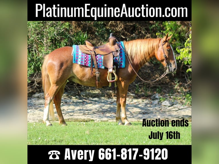 Mustang (american) Gelding 7 years 14,1 hh Sorrel in Stephenville TX