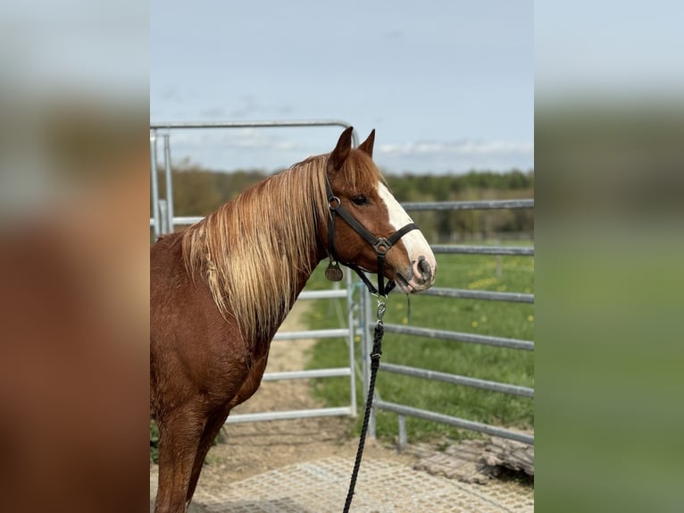 Mustang (american) Gelding 8 years 14,2 hh Chestnut-Red in Taunusstein