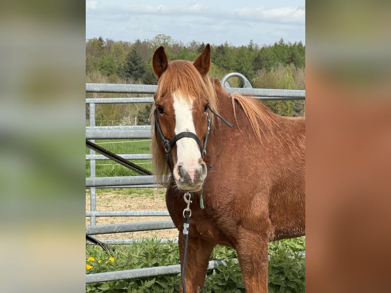 Mustang (american) Gelding 8 years 14,2 hh Chestnut-Red in Taunusstein