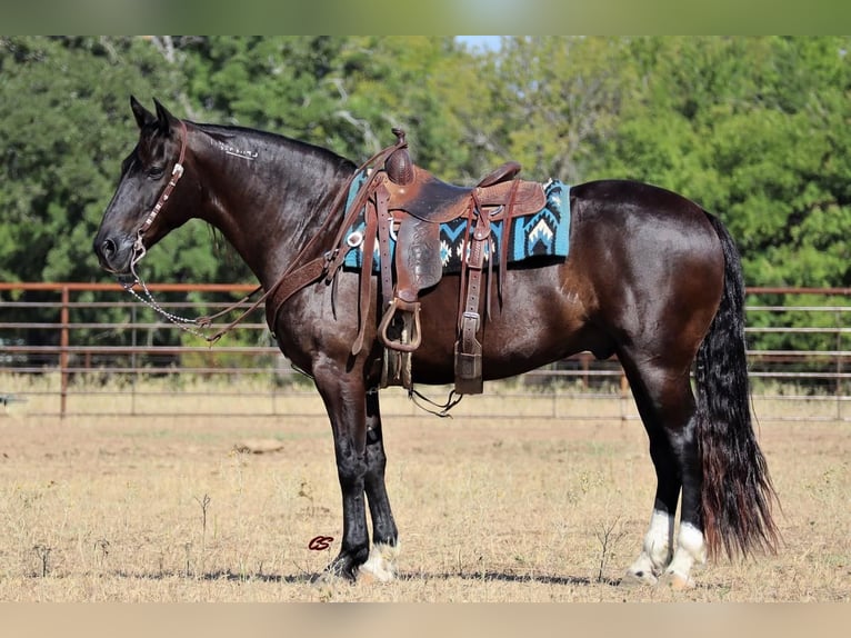 Mustang (american) Gelding 8 years 15,1 hh Black in Graham, TX