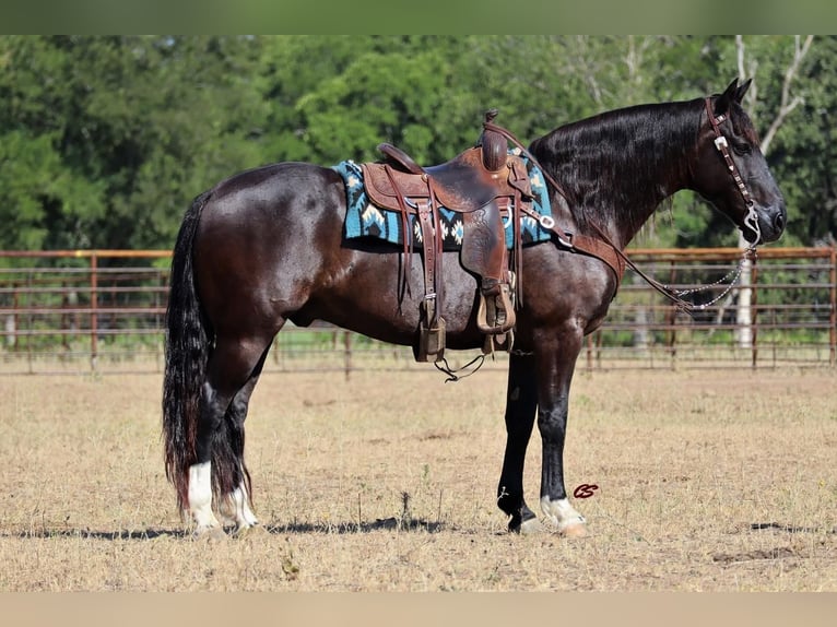 Mustang (american) Gelding 8 years 15,1 hh Black in Graham, TX