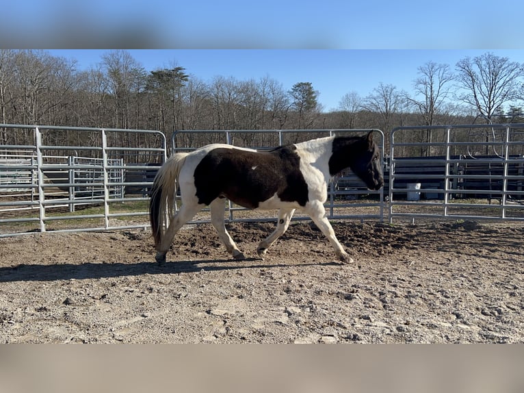 Mustang (american) Gelding 9 years 14,1 hh Pinto in USA