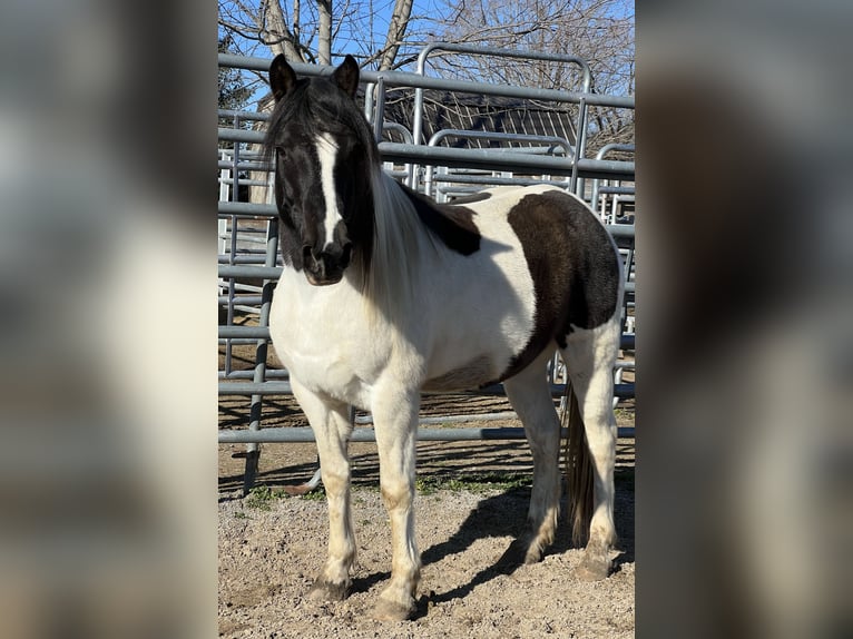 Mustang (american) Gelding 9 years 14,1 hh Pinto in USA