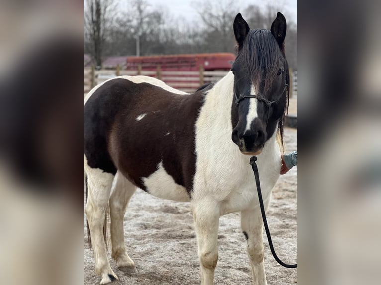 Mustang (american) Gelding 9 years 14,1 hh Pinto in USA