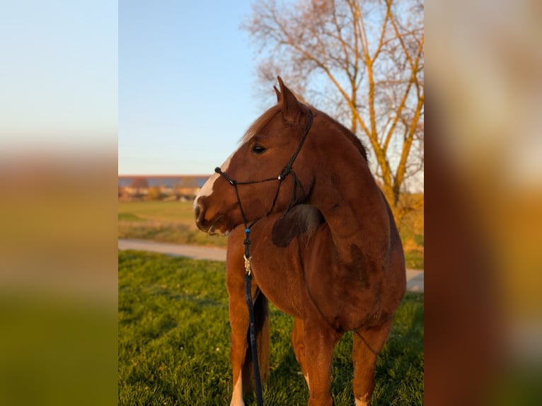 Mustang (american) Gelding 9 years 14,2 hh Chestnut-Red in Taunusstein