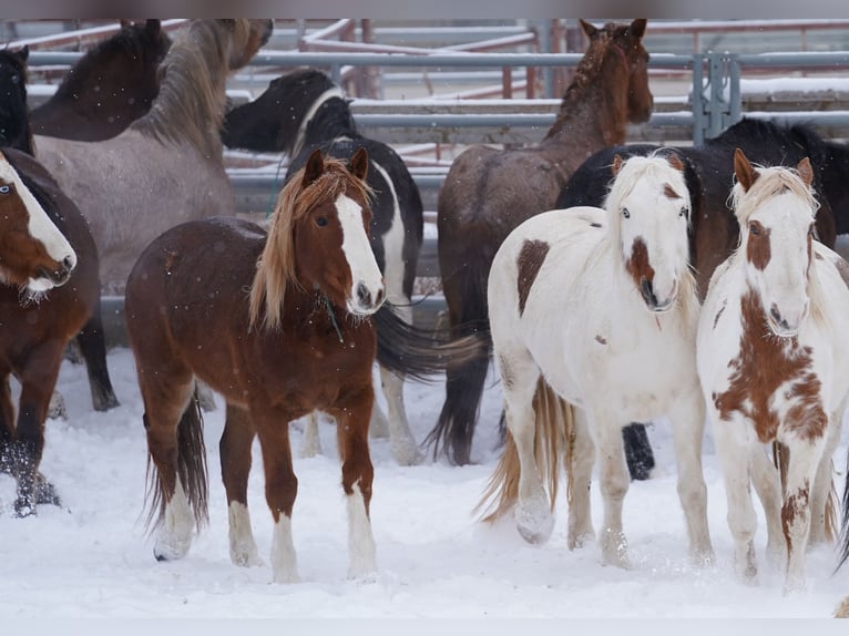 Mustang (american) Gelding 9 years 14,2 hh Chestnut-Red in Taunusstein