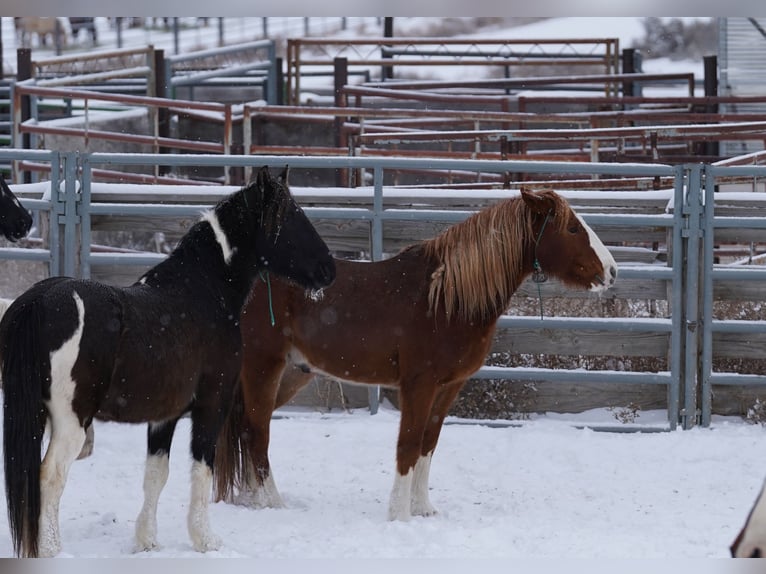 Mustang (american) Gelding 9 years 14,2 hh Chestnut-Red in Taunusstein