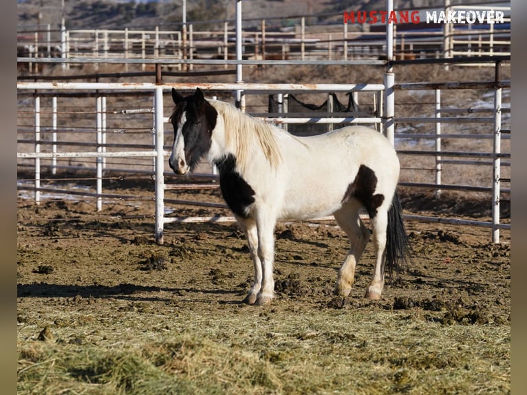 Mustang (american) Mare 10 years 14,1 hh Pinto in Taunusstein