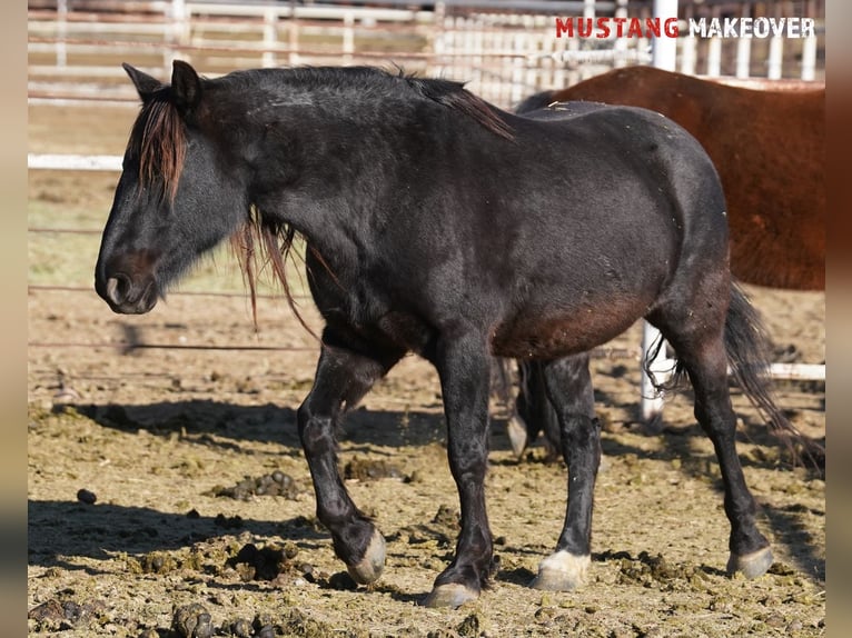 Mustang (american) Mare 10 years 14,2 hh Roan-Blue in Taunusstein