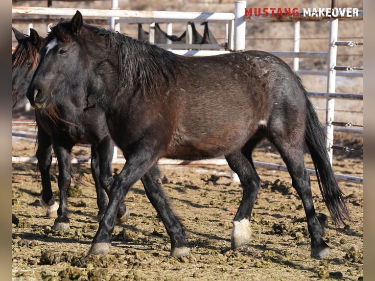 Mustang (american) Mare 10 years 14,2 hh Roan-Blue in Taunusstein