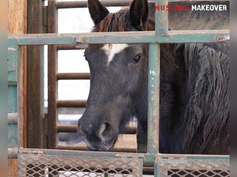 Mustang (american) Mare 10 years 14,2 hh Roan-Blue in Taunusstein