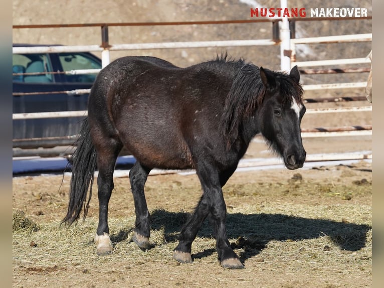 Mustang (american) Mare 10 years 14,2 hh Roan-Blue in Taunusstein