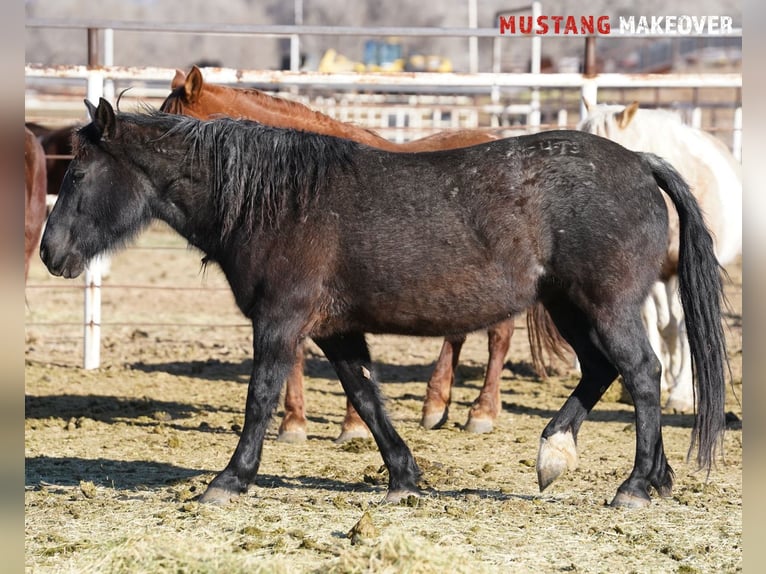 Mustang (american) Mare 10 years 14,2 hh Roan-Blue in Taunusstein