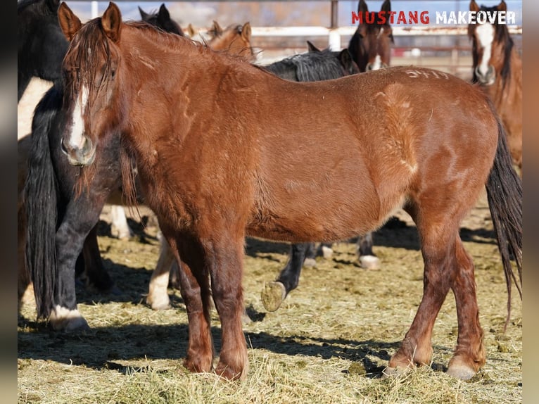 Mustang (american) Mare 10 years 14,3 hh Dun in Taunusstein