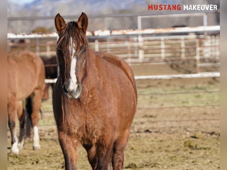 Mustang (american) Mare 10 years 14,3 hh Dun in Taunusstein