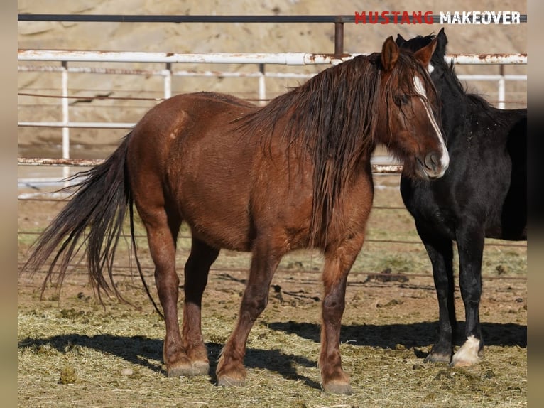 Mustang (american) Mare 10 years 14,3 hh Dun in Taunusstein