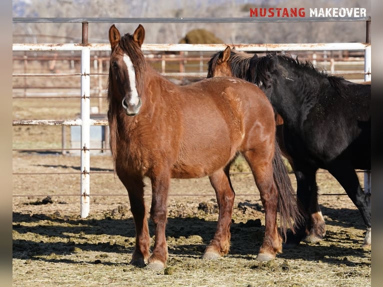 Mustang (american) Mare 10 years 14,3 hh Dun in Taunusstein