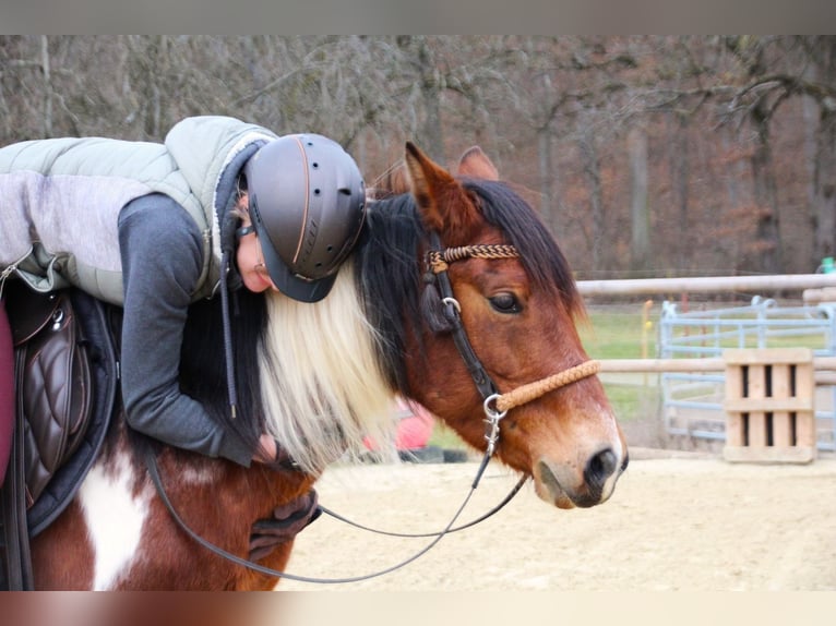 Mustang (american) Mare 10 years 14 hh Pinto in Kirchheim unter Teck