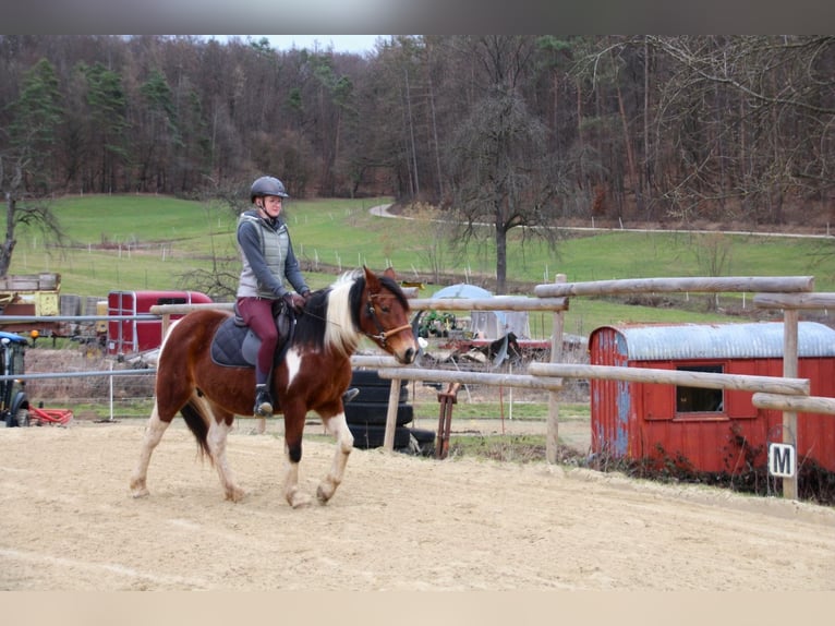 Mustang (american) Mare 10 years 14 hh Pinto in Kirchheim unter Teck