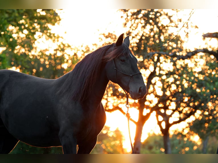 Mustang (american) Mare 10 years 15,1 hh Black in Kirchheim unter Teck