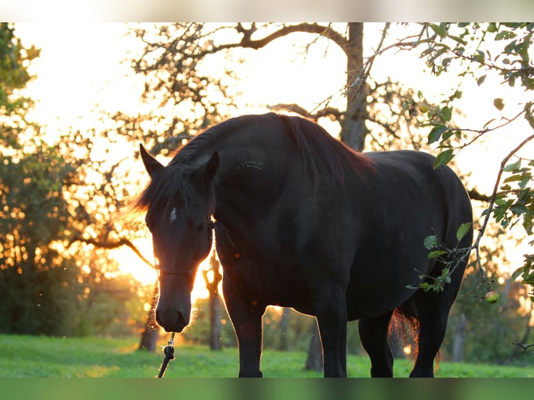 Mustang (american) Mare 10 years 15,1 hh Black in Kirchheim unter Teck