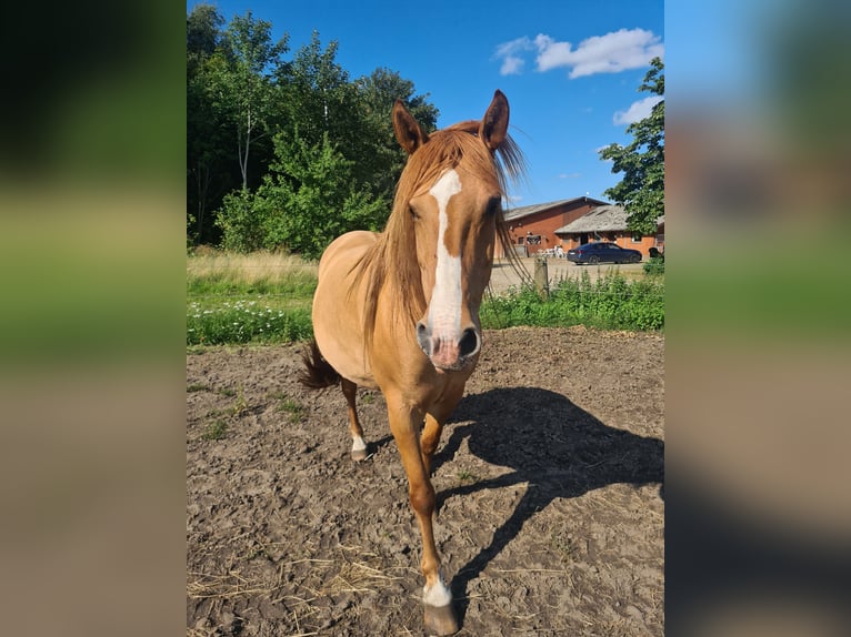 Mustang (american) Mare 10 years 15,1 hh Red Dun in Kalkar