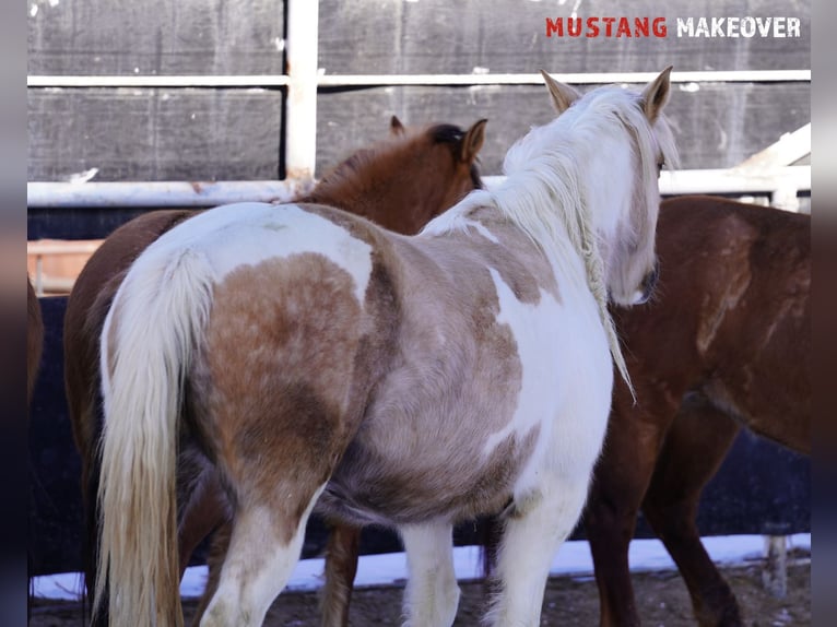 Mustang (american) Mare 10 years 15 hh Tovero-all-colors in Taunusstein