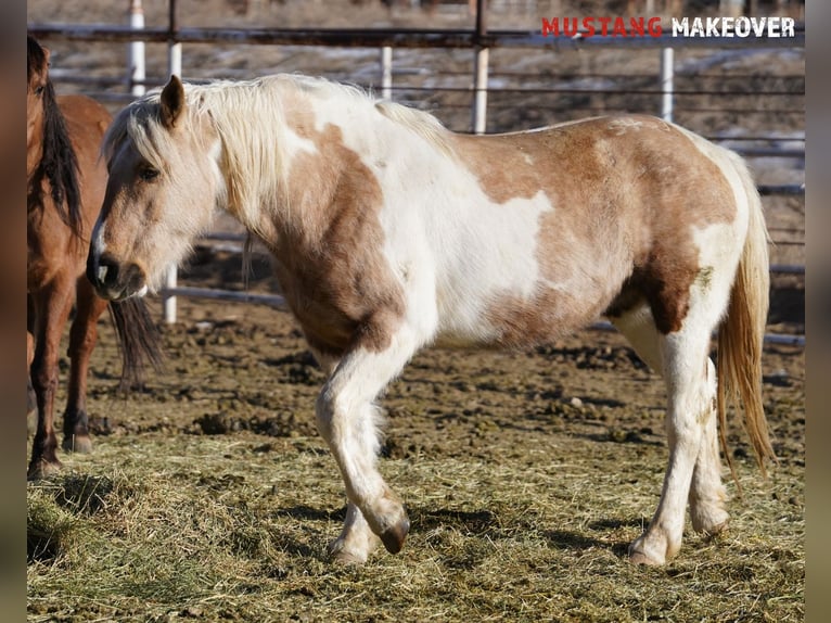 Mustang (american) Mare 10 years 15 hh Tovero-all-colors in Taunusstein