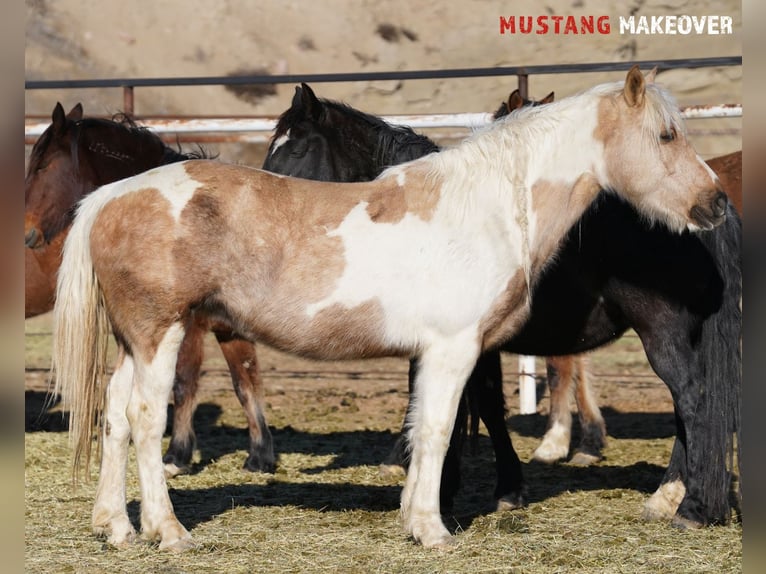 Mustang (american) Mare 10 years 15 hh Tovero-all-colors in Taunusstein