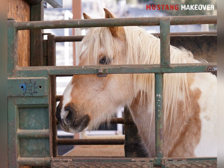 Mustang (american) Mare 10 years 15 hh Tovero-all-colors in Taunusstein