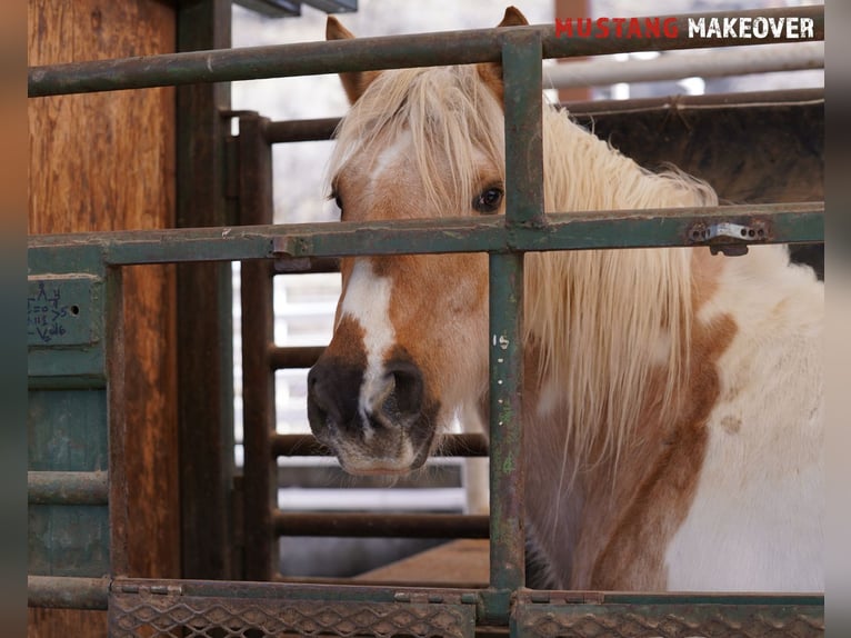 Mustang (american) Mare 10 years 15 hh Tovero-all-colors in Taunusstein