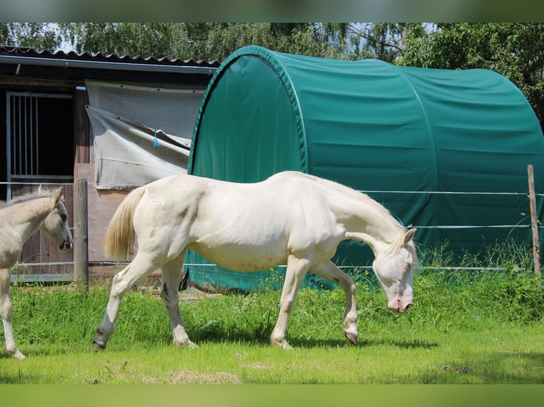 Mustang (american) Mare 11 years 14,1 hh Cremello in Kirchheim unter Teck