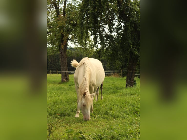 Mustang (american) Mare 11 years 14,1 hh Cremello in Kirchheim unter Teck