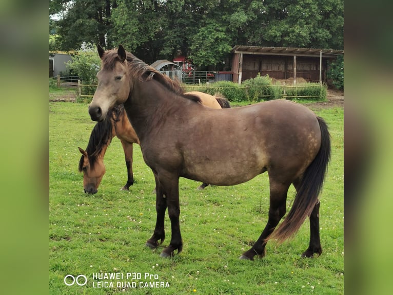 Mustang (american) Mare 11 years 14,1 hh Grullo in BETTELDORF