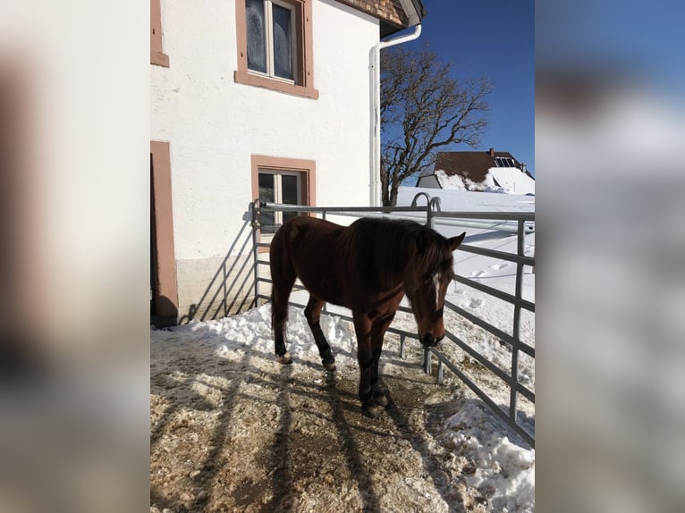 Mustang (american) Mare 11 years 14,2 hh Chestnut-Red in Leutkirch im Allgäu