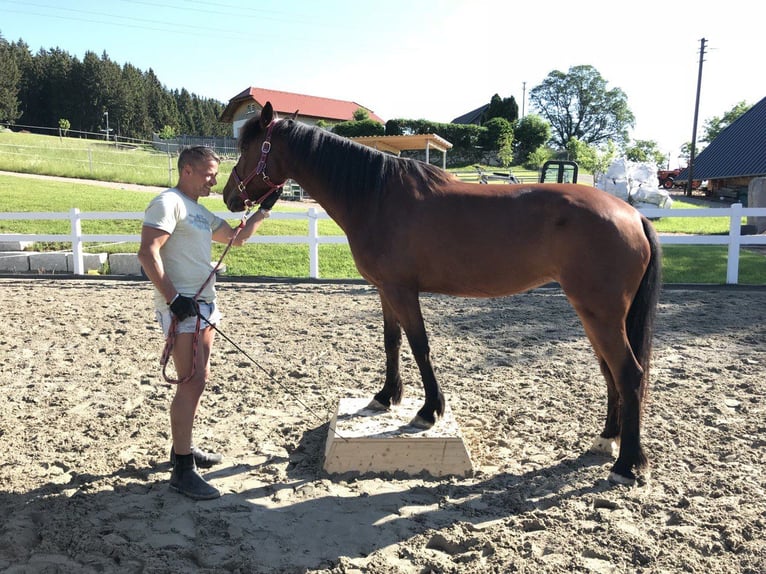 Mustang (american) Mare 11 years 14,2 hh Chestnut-Red in Leutkirch im Allgäu