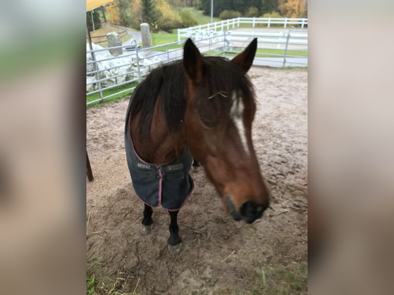 Mustang (american) Mare 11 years 14,2 hh Chestnut-Red in Leutkirch im Allgäu