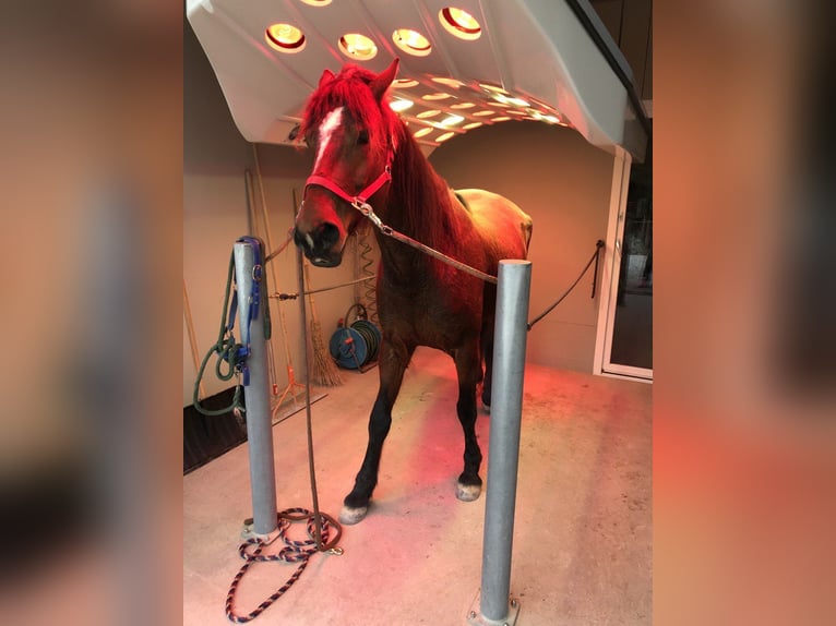 Mustang (american) Mare 11 years 14,2 hh Chestnut-Red in Leutkirch im Allgäu