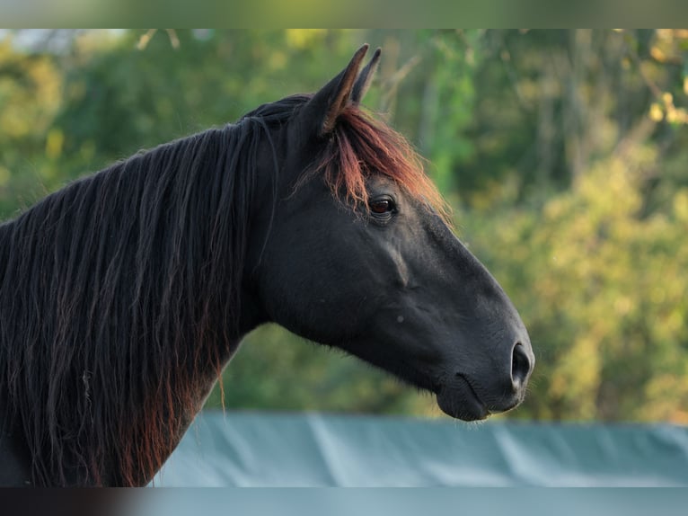 Mustang (american) Mare 11 years 15,1 hh Black in Kirchheim unter Teck