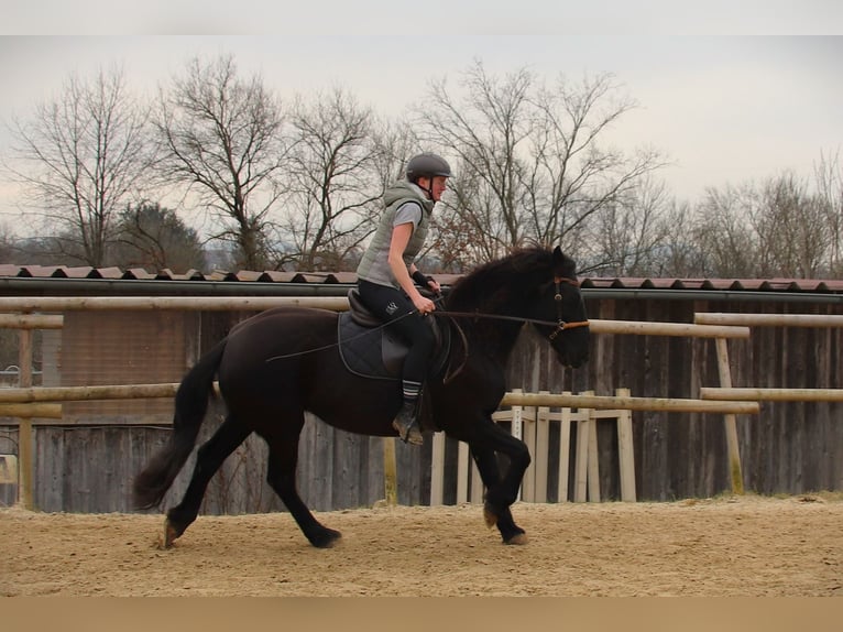 Mustang (american) Mare 11 years 15,1 hh Black in Kirchheim unter Teck