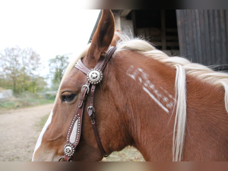 Mustang (american) Mare 11 years 15,1 hh Palomino in Betteldorf